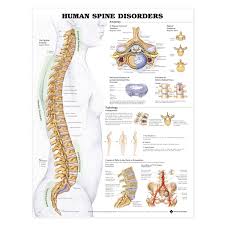 The spine is the center of human life. If a single nerve, nodule or disc slips out of place, an adjustment is necessary to fix the imbalance. 